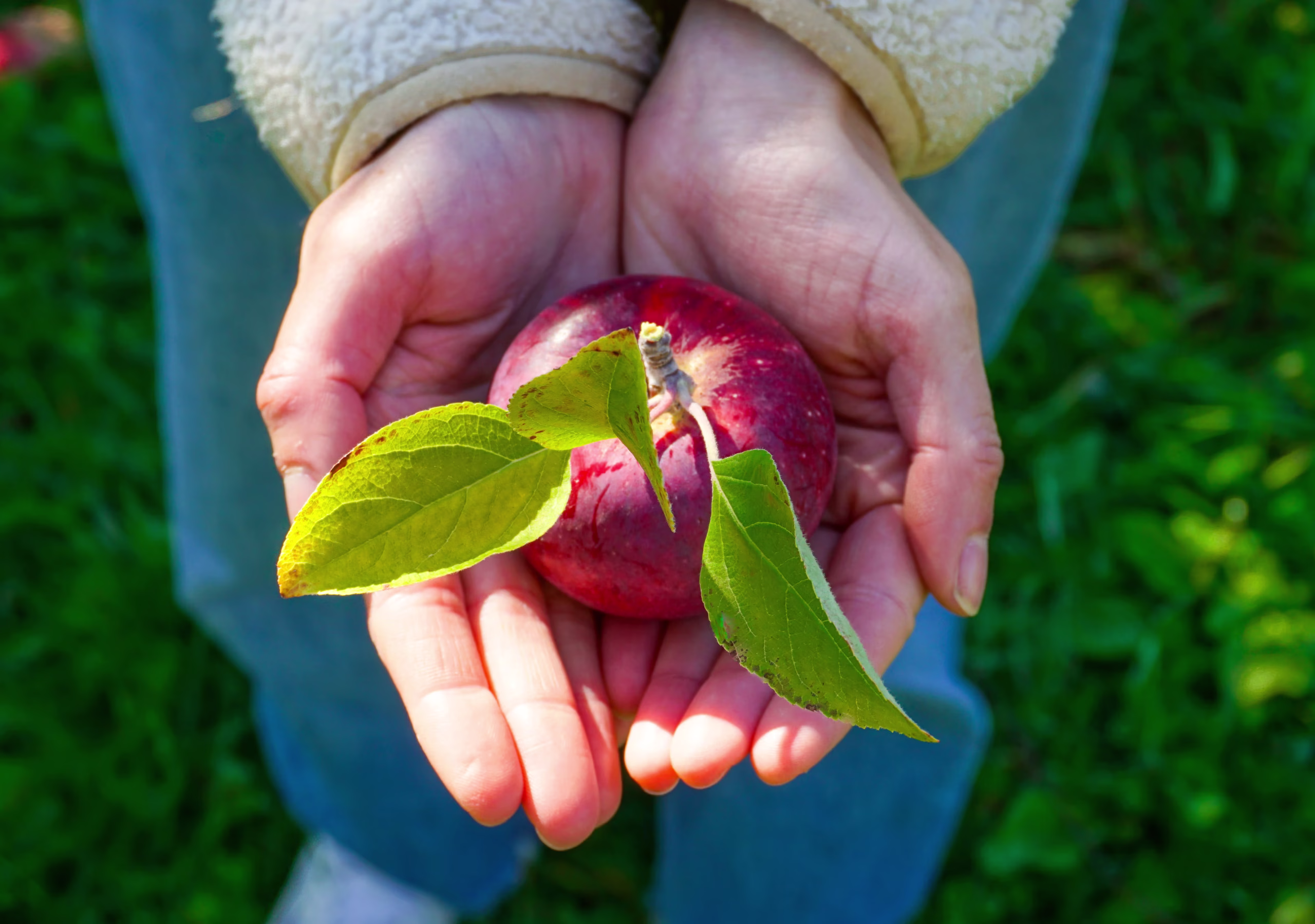 Deux mains tenant une pomme rouge avec des feuilles vertes sur fond de pelouse verte