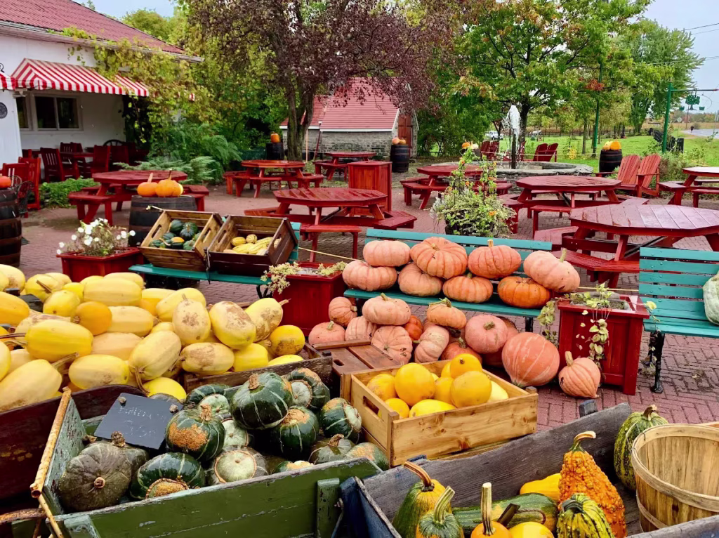 Bancs, tables rouges et étals de courges variées en automne sur une terrasse extérieure