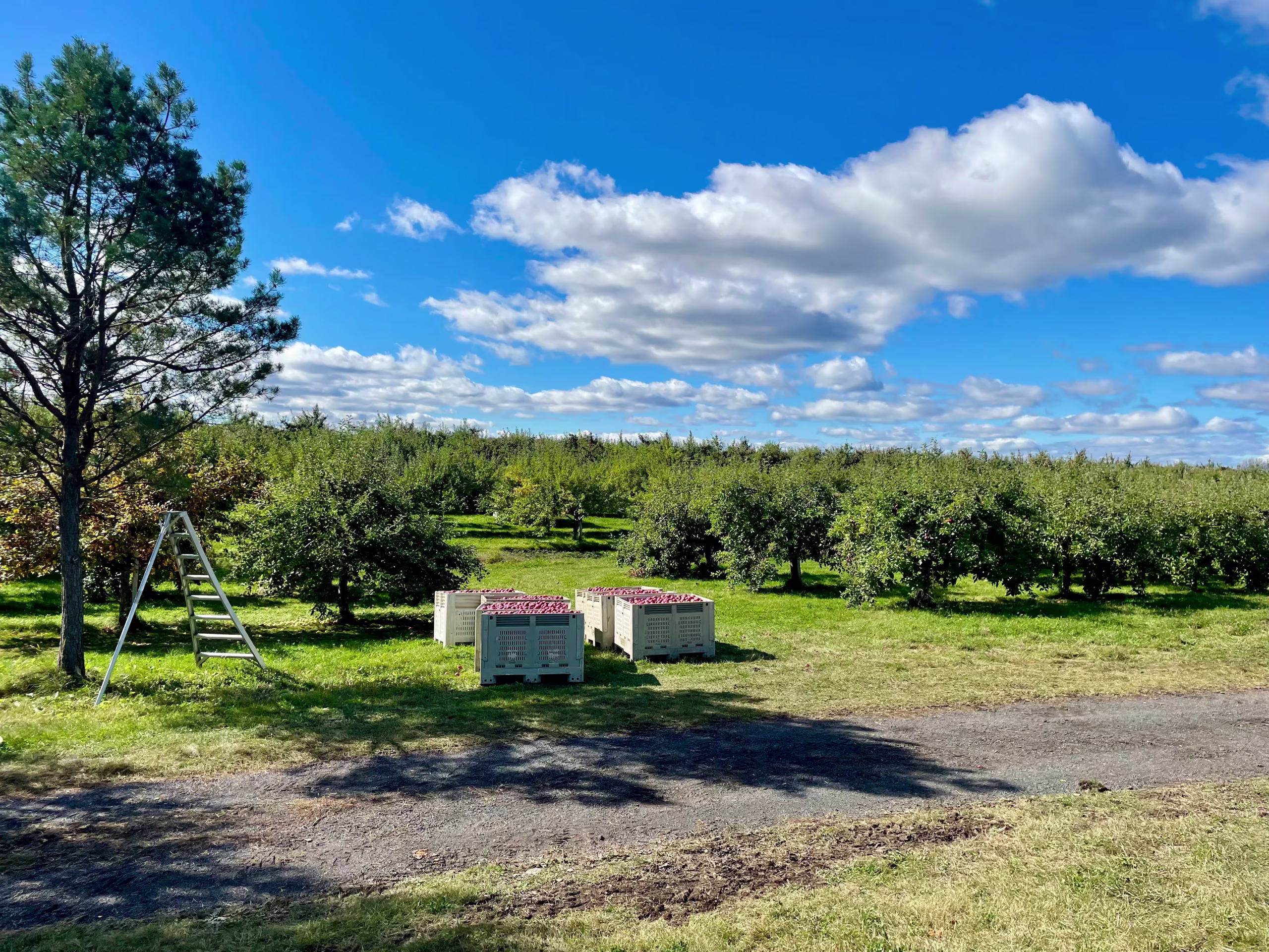 Verger avec arbres fruitiers, caisses remplies de pommes rouges, une échelle et ciel bleu avec nuages blancs